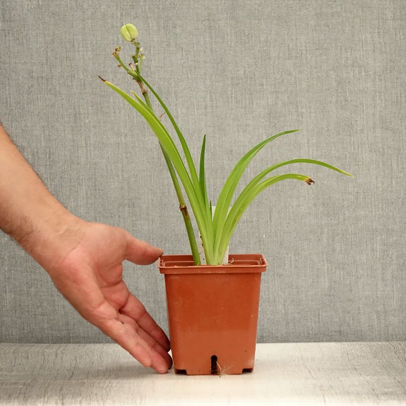 Hemerocallis Siloam Ribbon Candy - Daylily 1L/1.5L pot sample as delivered in summer