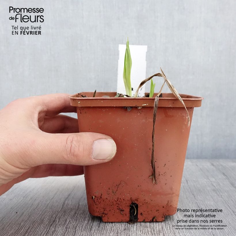 Hemerocallis Siloam Ribbon Candy - Daylily 1L/1.5L pot sample as delivered in winter