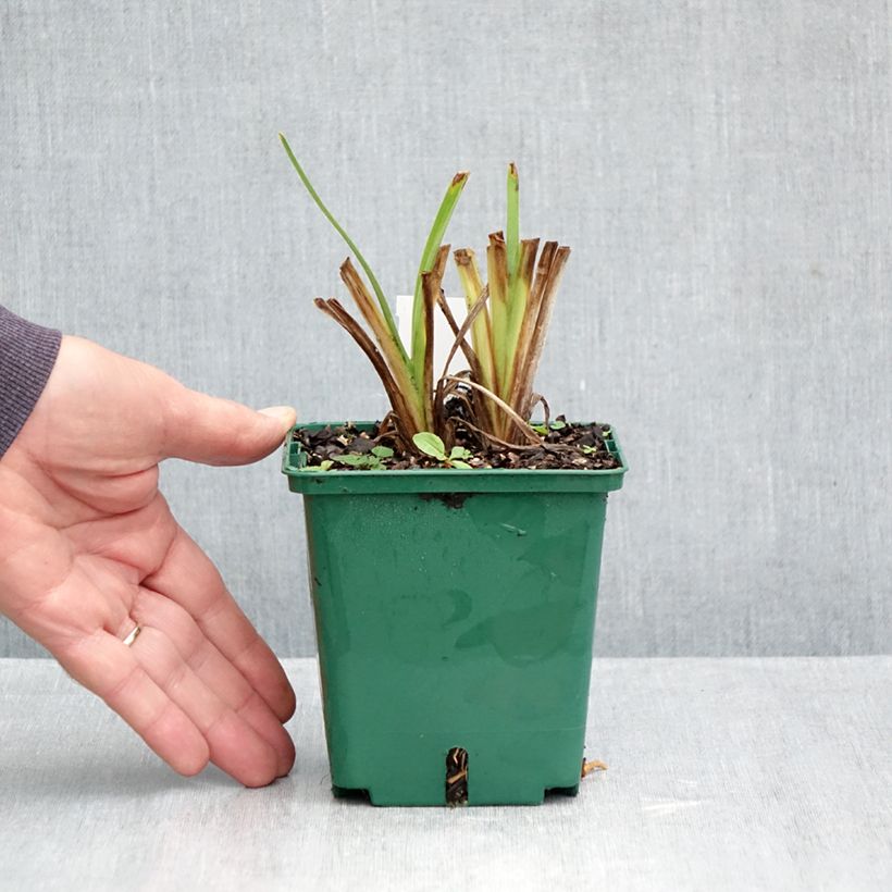 Hemerocallis Siloam Virginia Henson - Daylily 1L/1.5L pot sample as delivered in autumn