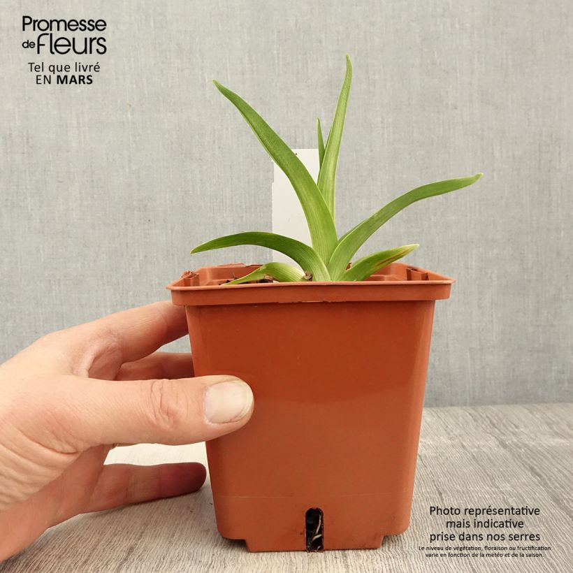 Hemerocallis Siloam Virginia Henson - Daylily 1L/1.5L pot sample as delivered in spring