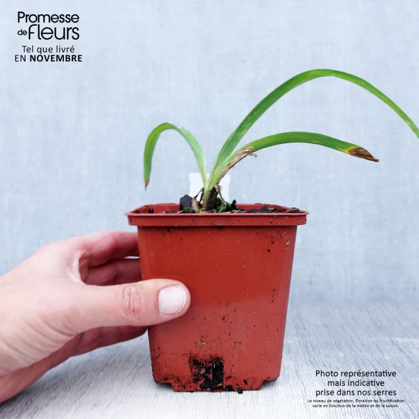 Hemerocallis Snowy Eyes - Daylily 1L/1.5L pot sample as delivered in autumn
