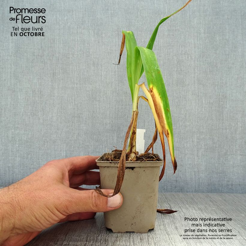 Hemerocallis South Seas - Daylily 8/9 cm pot sample as delivered in autumn