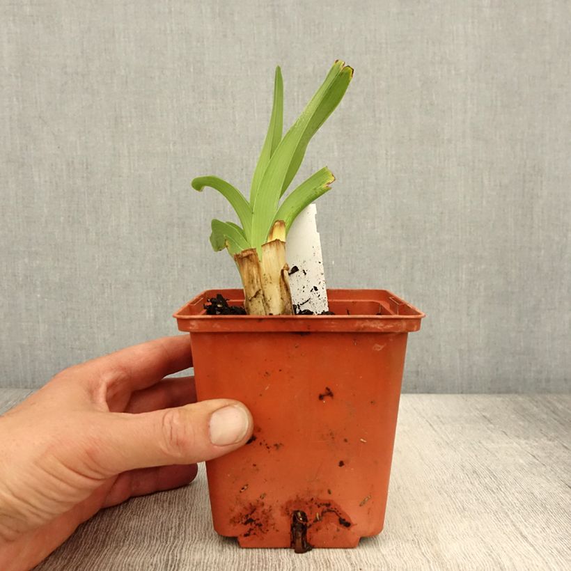 Hemerocallis Startle - Daylily 1L/1.5L pot sample as delivered in spring