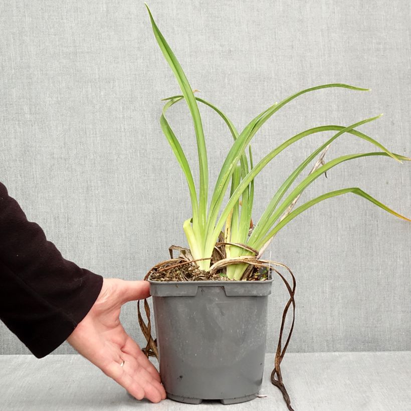 Hemerocallis Strawberry Candy - Daylily 2L/3L pot sample as delivered in autumn