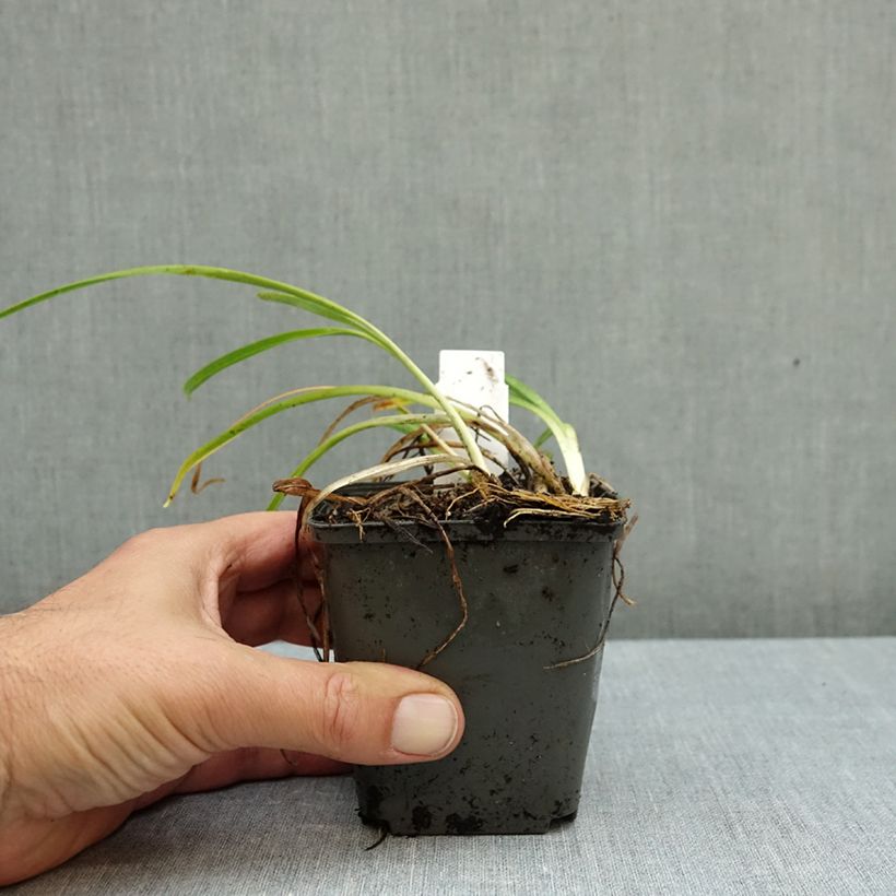 Hemerocallis Everydaylily Rose - Daylily 8/9 cm pot sample as delivered in autumn