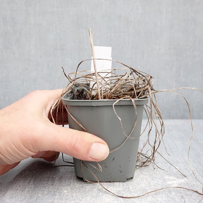 Hemerocallis Everydaylily Rose - Daylily 8/9 cm pot sample as delivered in winter