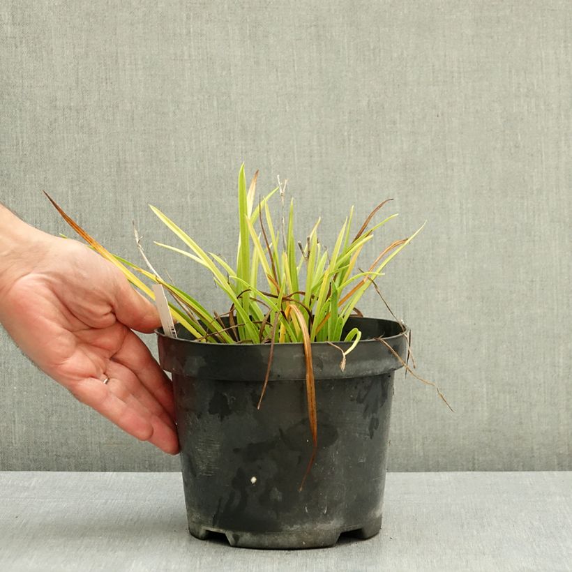 Hemerocallis Everydaylily Rose - Daylily 2L/3L pot sample as delivered in autumn