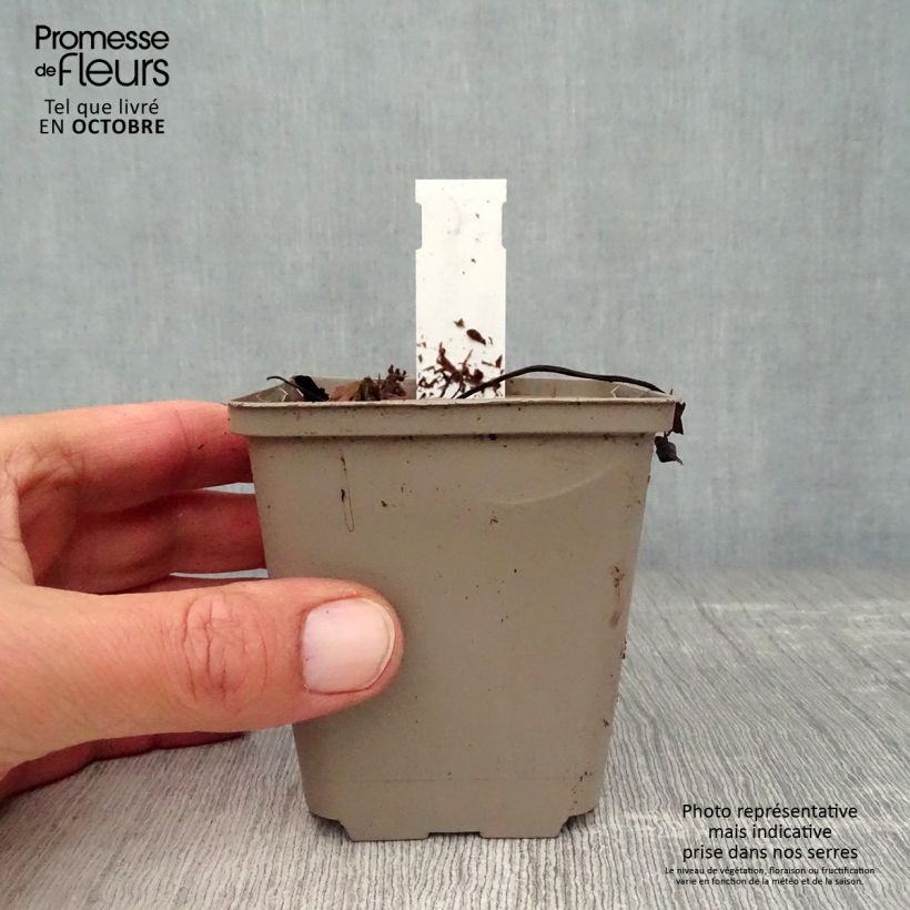 Hepatica nobilis 8/9 cm pot sample as delivered in autumn