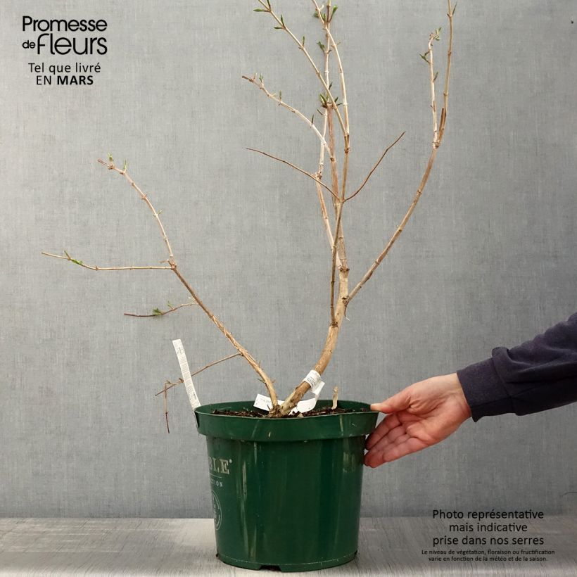 Heptacodium miconioides - Seven-son Tree 7.5L/10L pot sample as delivered in spring