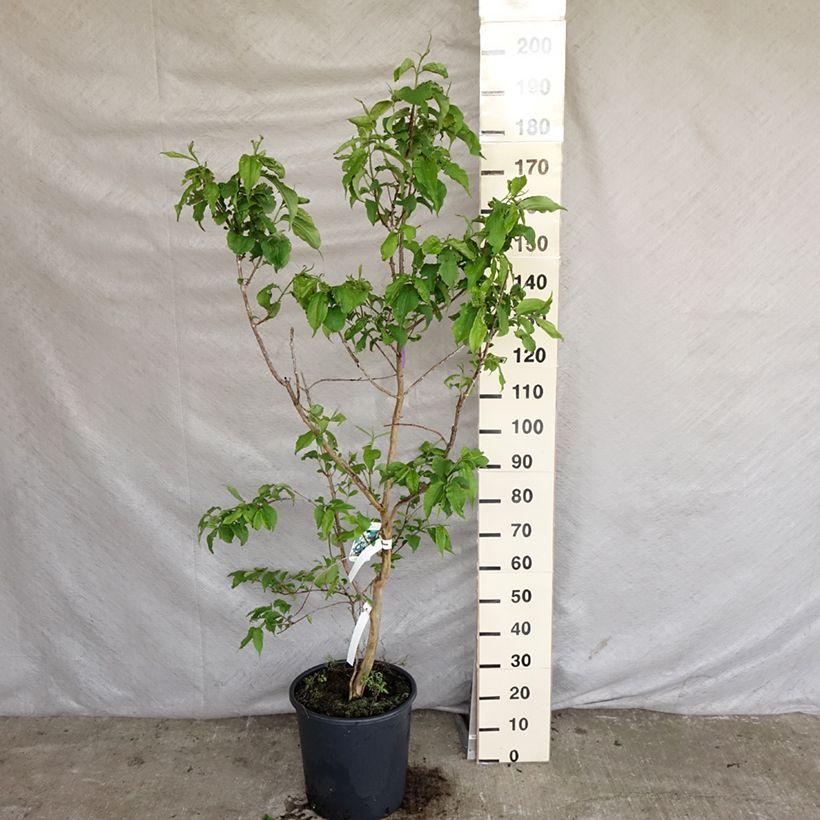Heptacodium miconioides - Seven-son Tree 20L/25L pot sample as delivered in spring