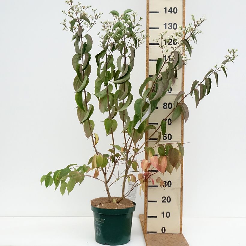 Heptacodium miconioides - Seven-son Tree 7.5L/10L pot sample as delivered in autumn