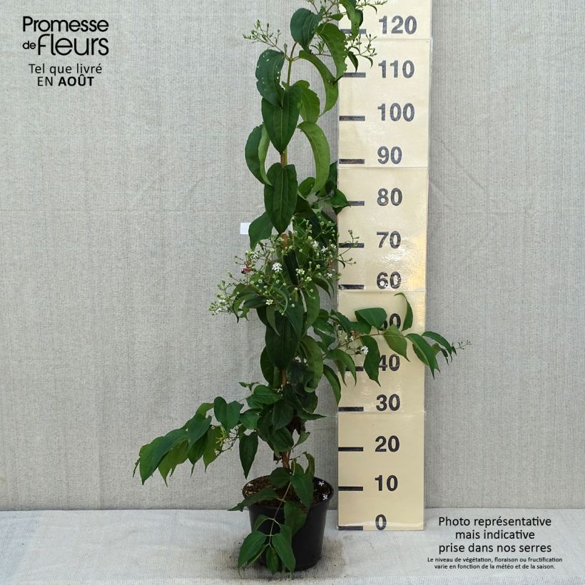 Heptacodium miconioides Temple of Bloom - Seven-son Tree 4L/5L pot sample as delivered in summer