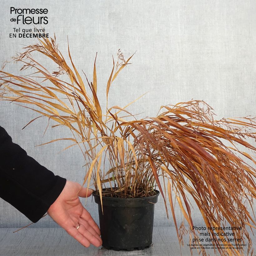 Hakonechloa macra Albostriata - Japanese Forest Grass 2L/3L pot sample as delivered in autumn