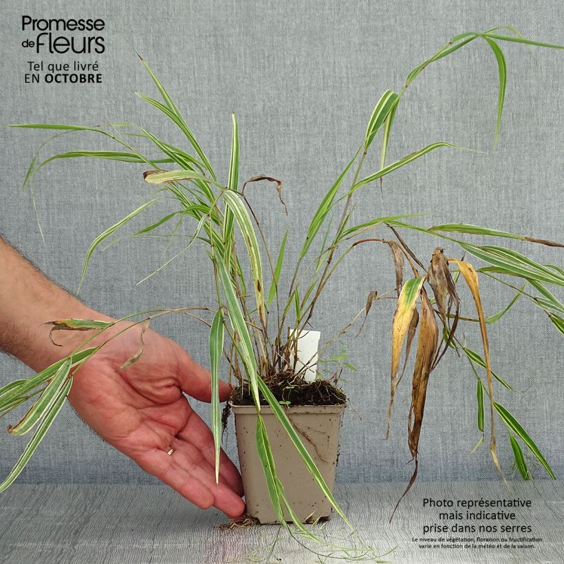 Hakonechloa macra Albostriata - Japanese Forest Grass 8/9 cm pot sample as delivered in autumn