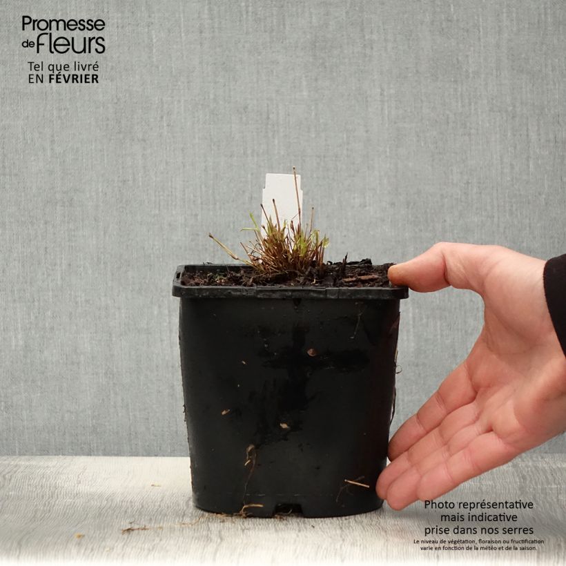 Hakonechloa macra All Gold - Japanese Forest Grass 2L/3L pot sample as delivered in winter