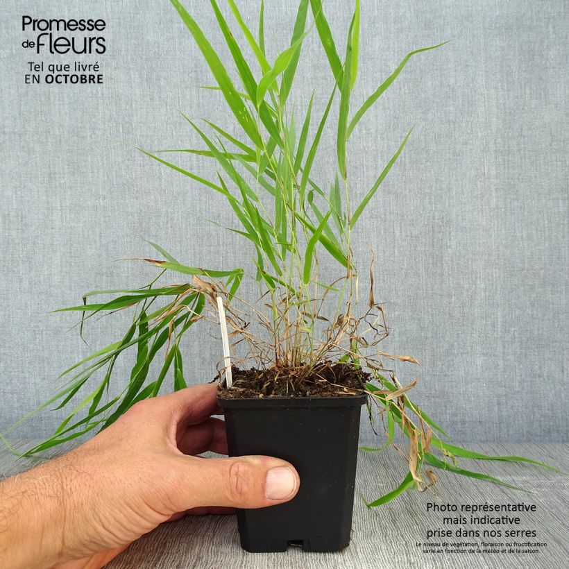 Hakonechloa macra - Japanese Forest Grass 8/9 cm pot sample as delivered in autumn
