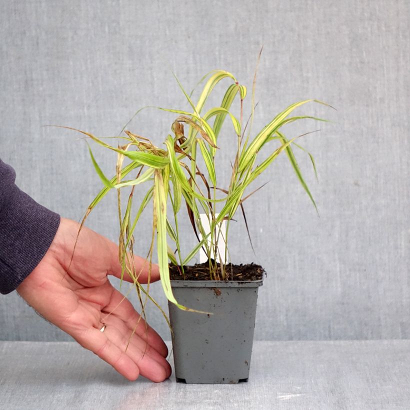 Hakonechloa macra Naomi - Japanese Forest Grass 8/9 cm pot sample as delivered in autumn