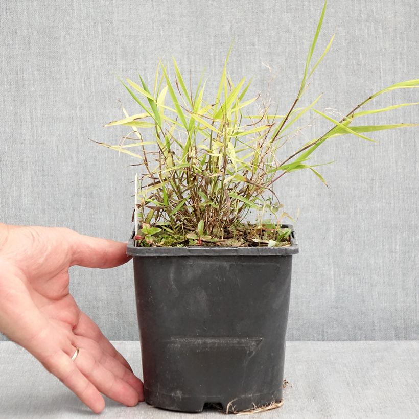 Hakonechloa macra Nicolas - Japanese Forest Grass 2L/3L pot sample as delivered in summer