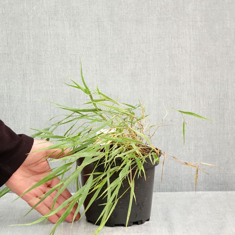Hakonechloa macra - Japanese Forest Grass 2L/3L pot sample as delivered in autumn