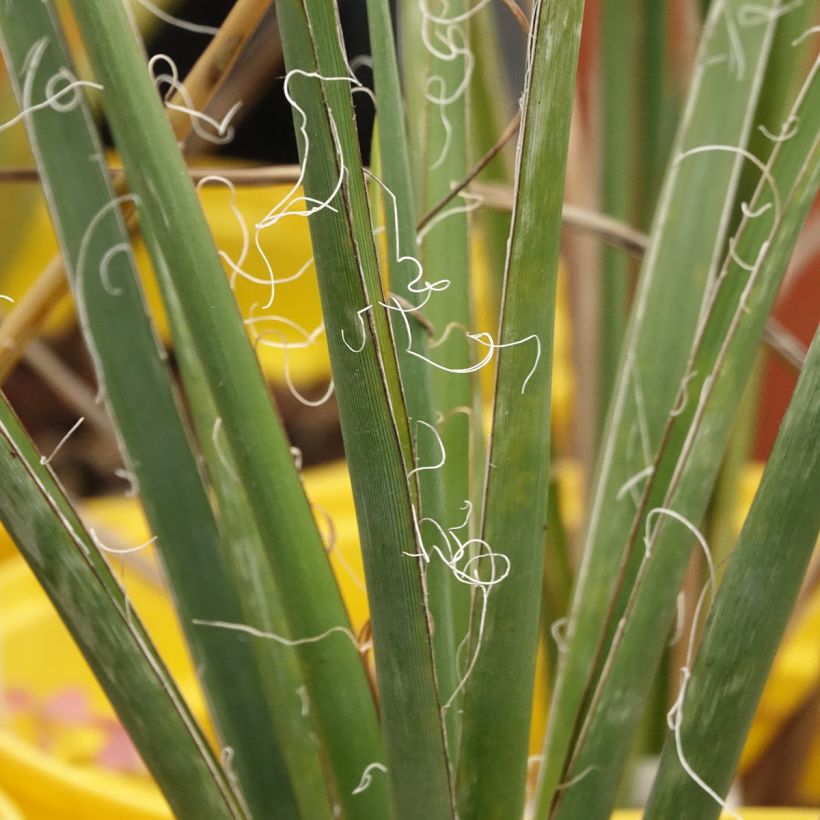 Hesperaloe parviflora Arizona Sunrise - Red yucca (Foliage)