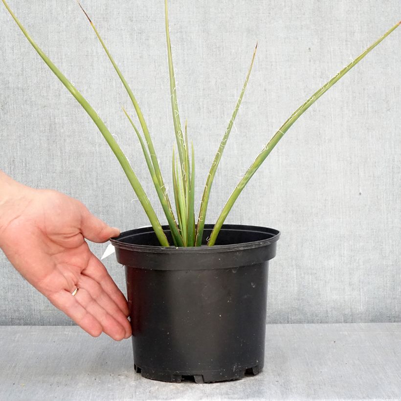 Hesperaloe parviflora Yellow Sun - Red yucca 3L/4L pot sample as delivered in spring