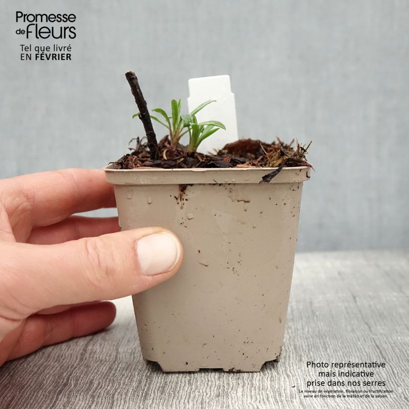 Heterotheca villosa Golden Sunshine - Hairy goldenaster 8/9 cm pot sample as delivered in winter