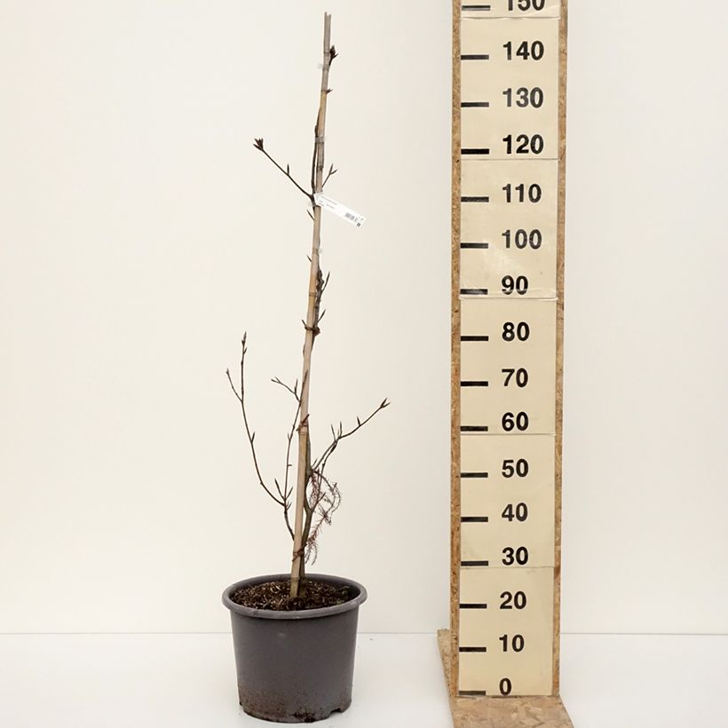 Fagus sylvatica Riversii - Beech 7.5L/10L pot sample as delivered in winter