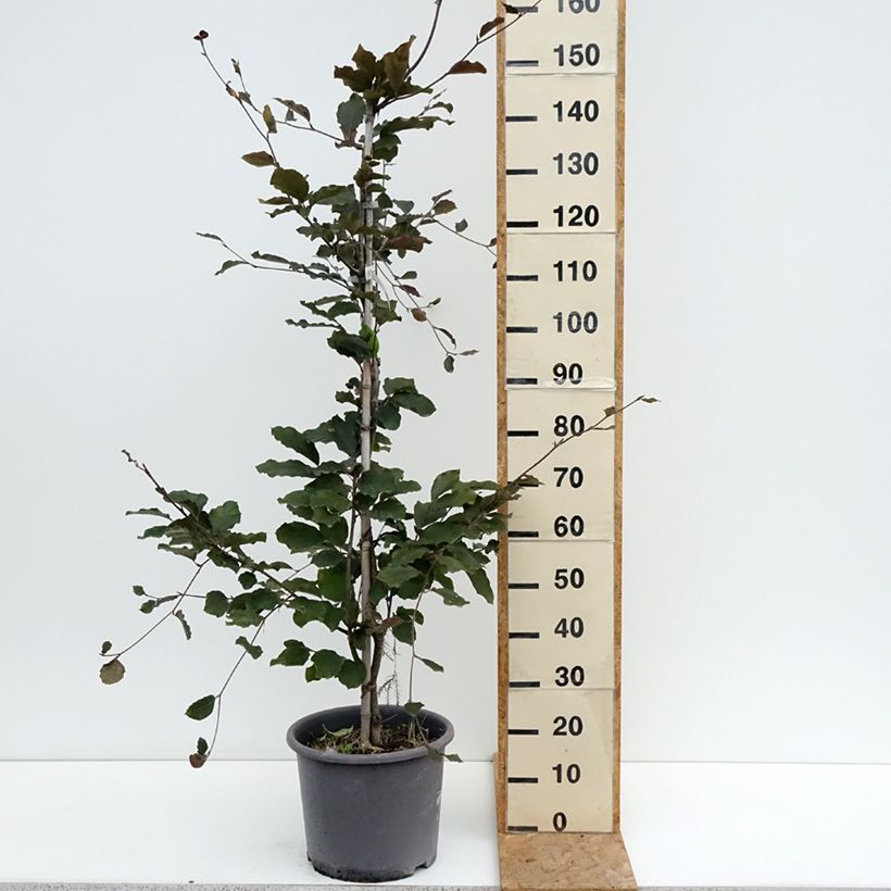 Fagus sylvatica Riversii - Beech 7.5L/10L pot, Sapling sample as delivered in summer