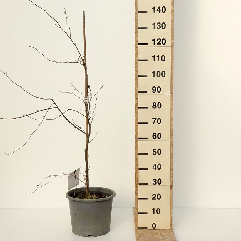 Fagus sylvatica Purpurea Tricolor - Beech 6L/7L pot sample as delivered in winter