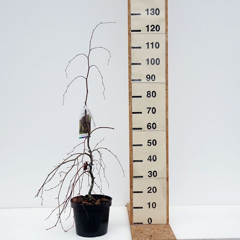 Fagus sylvatica Purpurea Pendula - Beech 7.5L/10L pot sample as delivered in autumn