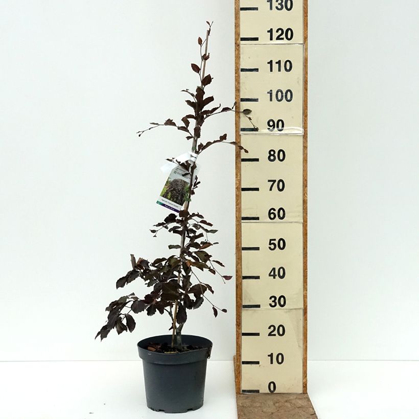 Hêtre pourpre pleureur - Fagus sylvatica Purpurea Pendula Pot de 7,5L/10L sample as delivered in summer