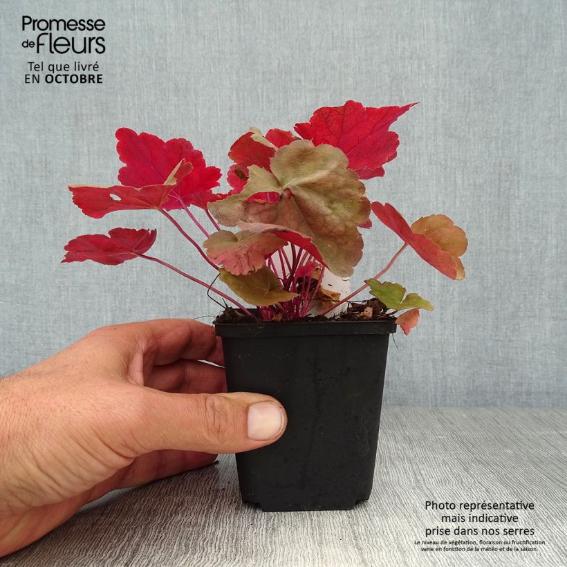 Heuchera Caribbean Sea 8/9 cm pot sample as delivered in autumn