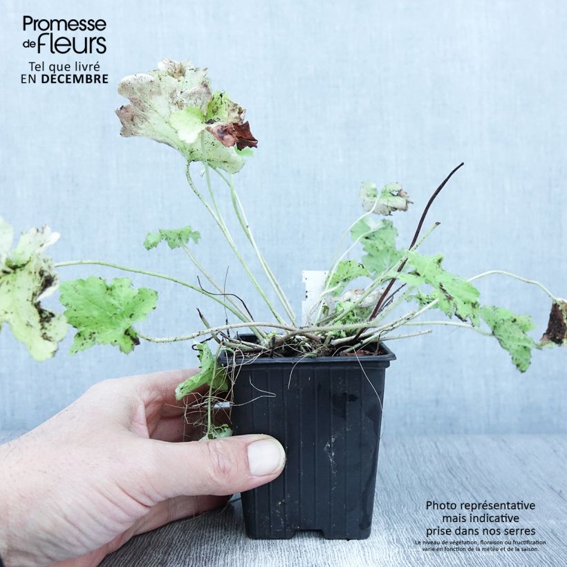 Heuchera hybrida Citronelle 8/9 cm pot sample as delivered in autumn