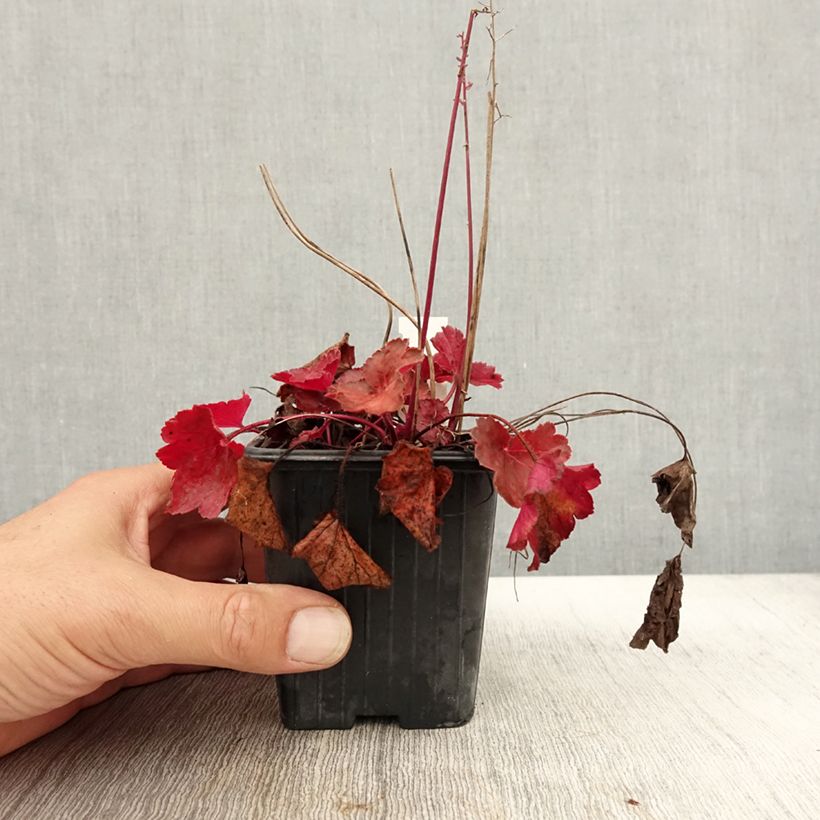 Heuchera hybrida Little Cutie Blondie 8/9 cm pot sample as delivered in autumn