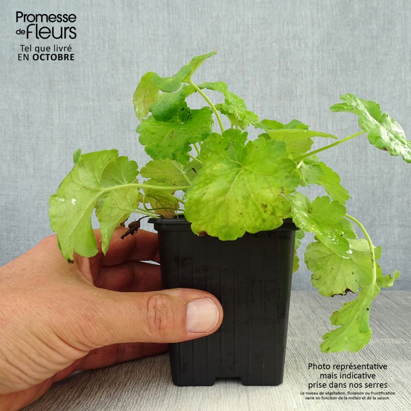 Heuchera hybrida Little Cuties Sweet Tart 8/9 cm pot sample as delivered in autumn