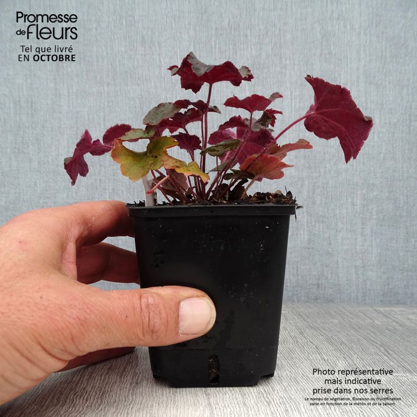 Hesperis matronalis var. albiflora Alba Plena 7/8 cm pot sample as delivered in autumn