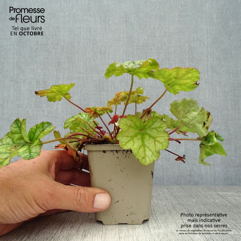 Heuchera Mint Frost 8/9 cm pot sample as delivered in autumn