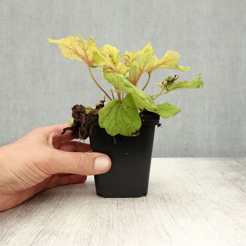Heuchera Red Lightning 8/9 cm pot sample as delivered in autumn