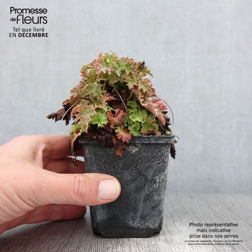 Heuchera hybrida Apple Crisp 8/9 cm pot sample as delivered in autumn
