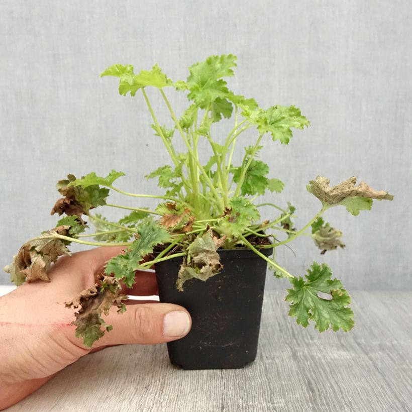 Heuchera hybrida Apple Crisp 8/9 cm pot sample as delivered in spring