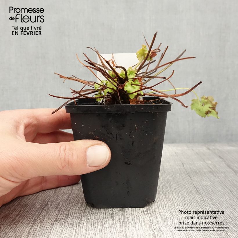 Heuchera (x) hybrida Apple Twist 8/9 cm pot sample as delivered in winter