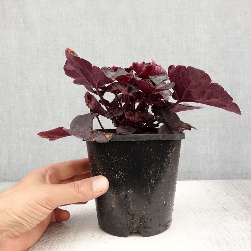 Heuchera Black Forest Cake 1L/1.5L pot sample as delivered in summer