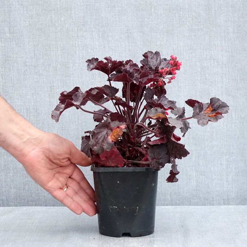Heuchera Black Forest Cake 1L/1.5L pot sample as delivered in spring