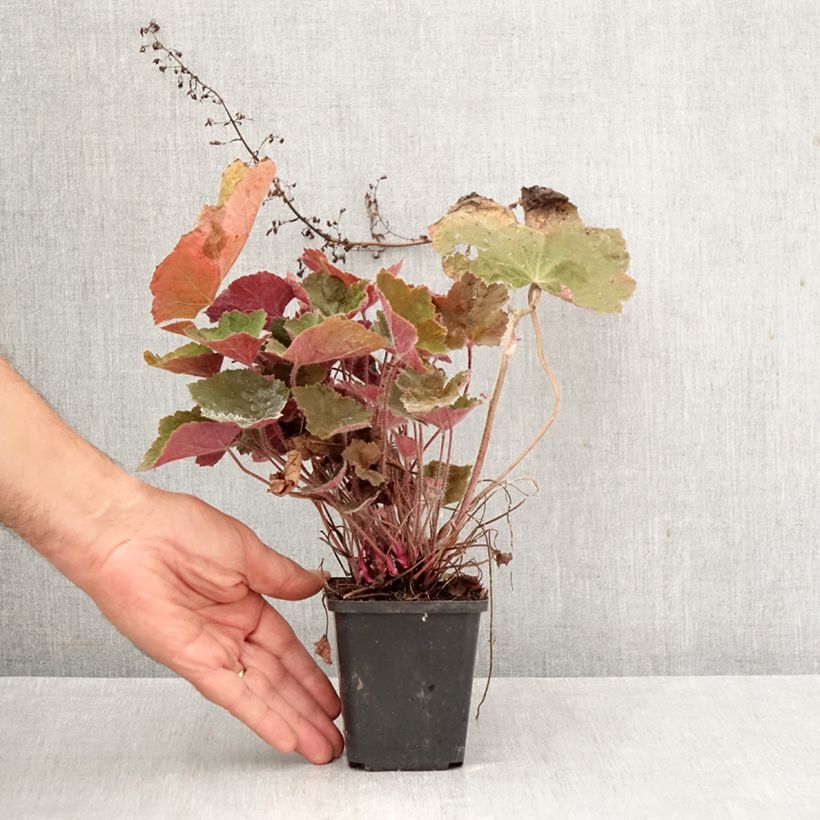 Heuchera villosa Brownies 8/9 cm pot sample as delivered in autumn