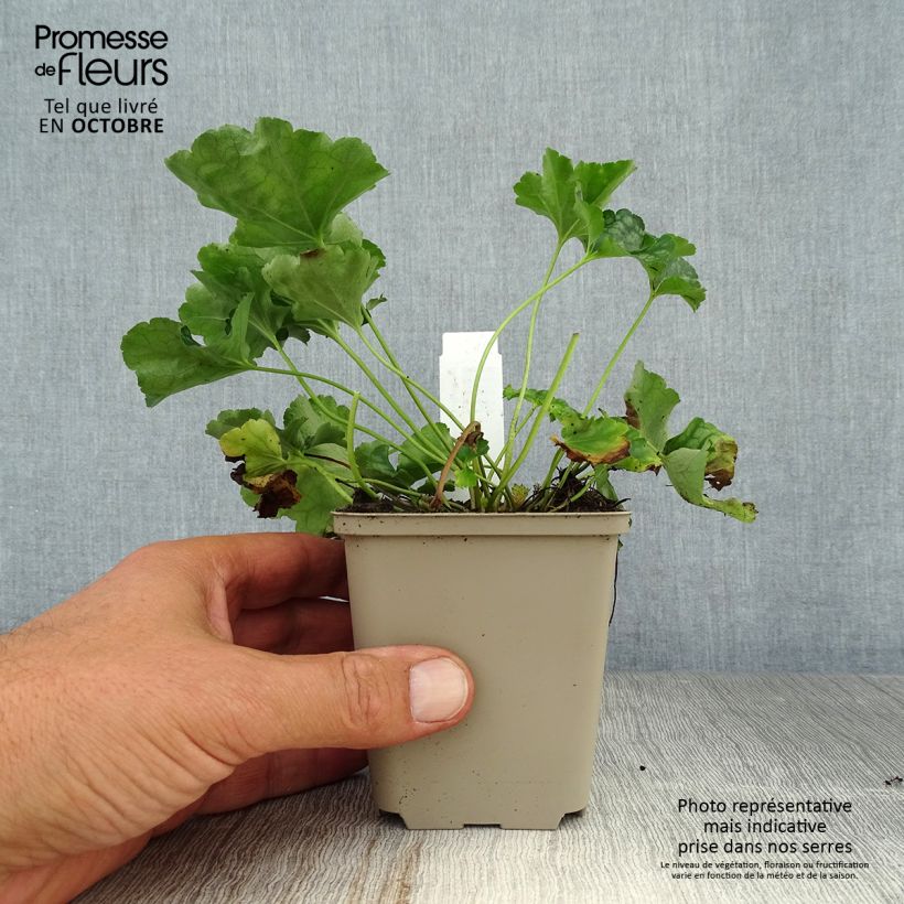 Heuchera americana Birkin 8/9 cm pot sample as delivered in autumn