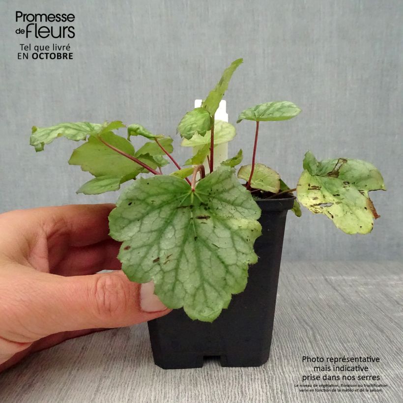 Heuchera americana Dales Strain 8/9 cm pot sample as delivered in autumn