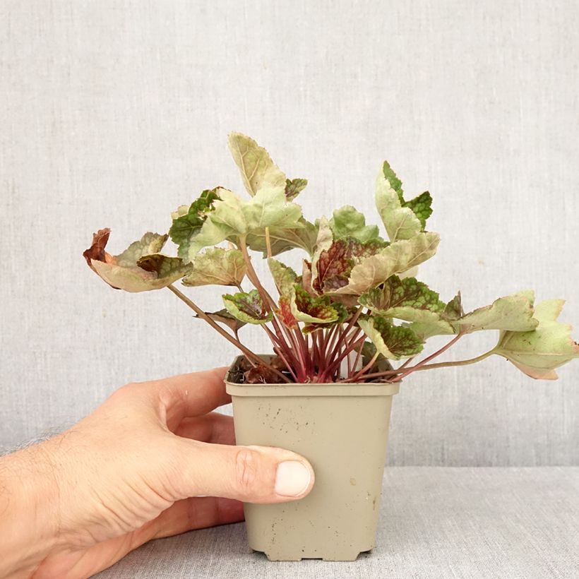 Heuchera  Beauty Colour 8/9 cm pot sample as delivered in autumn
