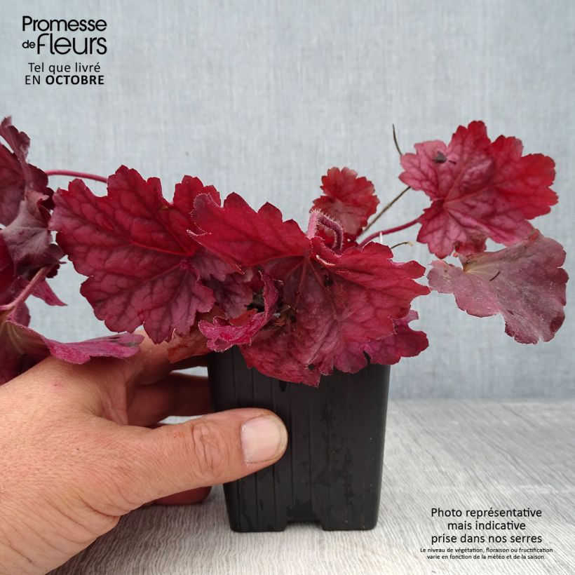 Heuchera Berry Smoothie 8/9 cm pot sample as delivered in autumn