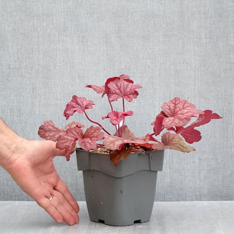 Heuchera Berry Smoothie 1.5L/2L pot sample as delivered in autumn
