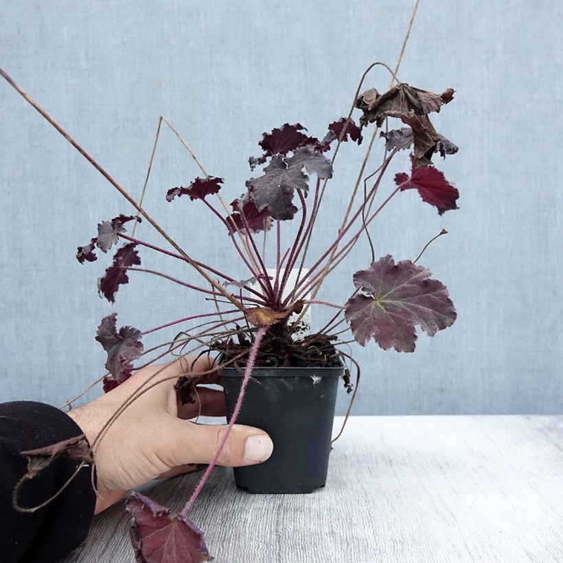 Heuchera Binoche 8/9 cm pot sample as delivered in autumn